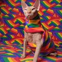 Pride Flags - Thumbnail 1