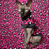 Pink Leopard - Thumbnail 3