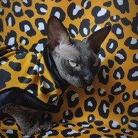 Gold Leopard - Thumbnail 1