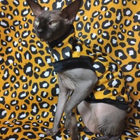 Gold Leopard - Thumbnail 3