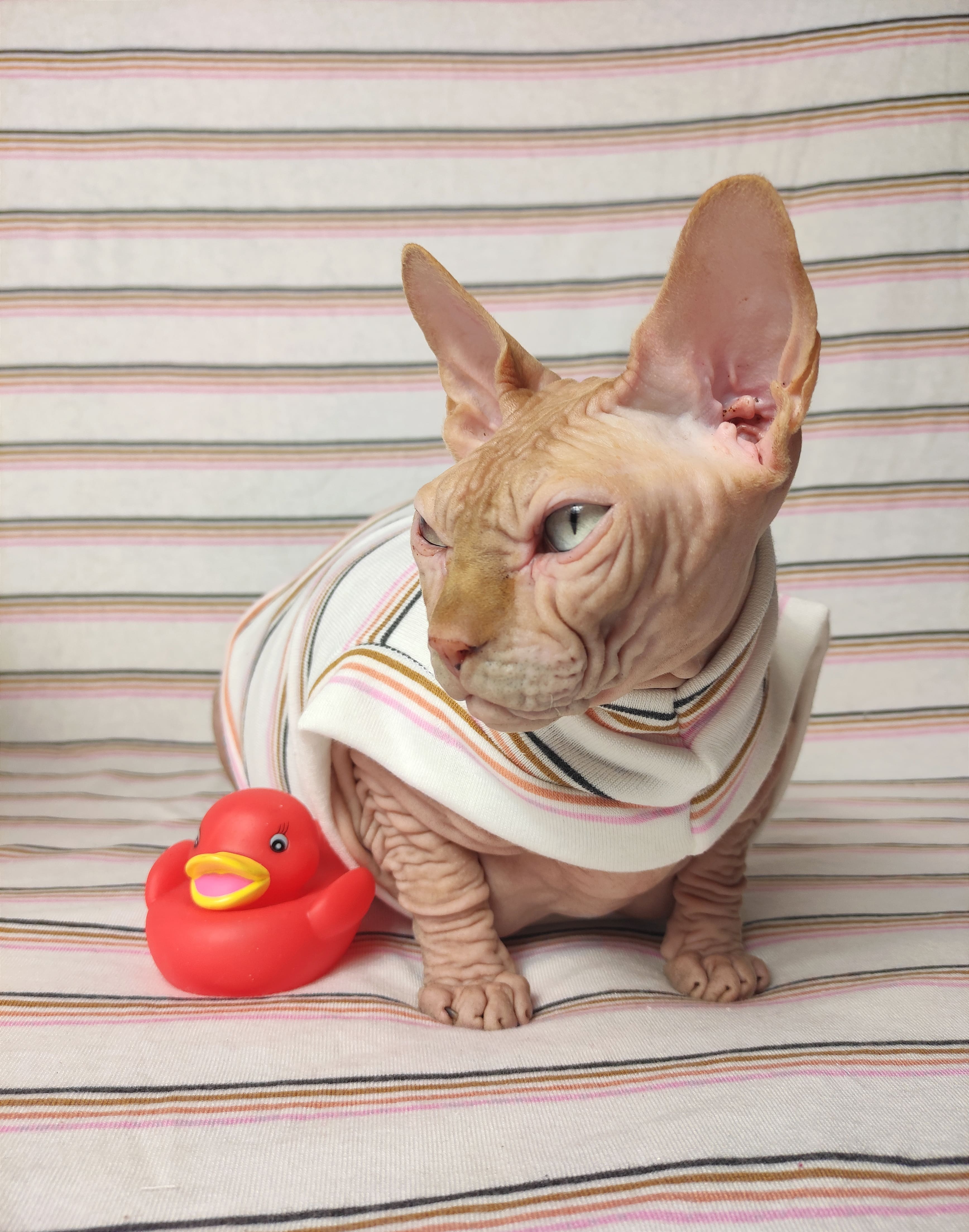 Streamlined - Bathwear · Sphynx Swag · Online Store Powered by Storenvy