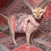 Bandana Equine - Thumbnail 1