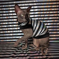 Kitty Perp - Thumbnail 1