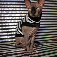 Kitty Perp - Thumbnail 2