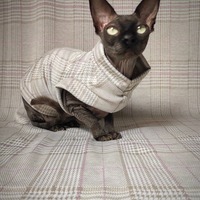 Plain Plaid Pink - Thumbnail 1