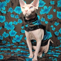 Blue Who? - Thumbnail 2