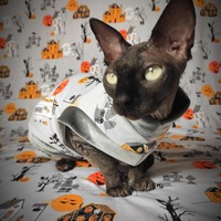 Haunted Hood - Thumbnail 1