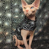 Web of Iridescence - Thumbnail 1