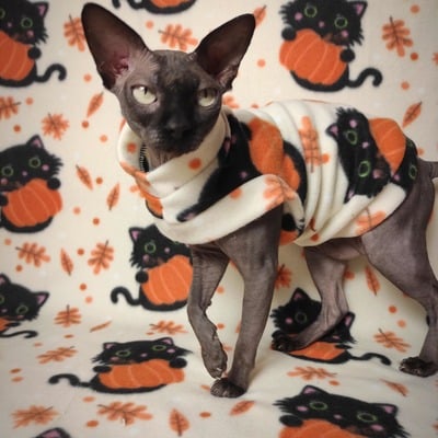 Cutest pumpkin holder