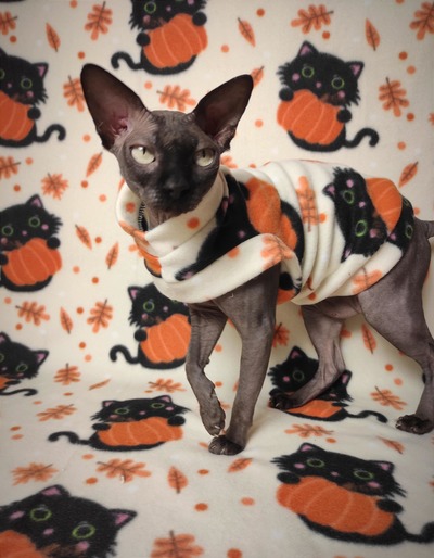 Cutest Pumpkin Holder