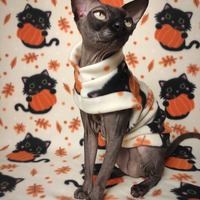 Cutest Pumpkin Holder - Thumbnail 1