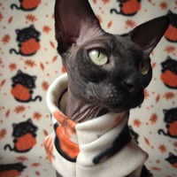 Cutest Pumpkin Holder - Thumbnail 2