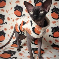 Cutest Pumpkin Holder - Thumbnail 3