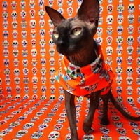 Sugar Skullz (Orange) - Thumbnail 1