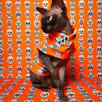 Sugar Skullz (Orange) - Thumbnail 2