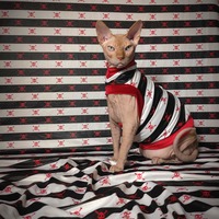 Yaaarrrrrgh! - Thumbnail 2