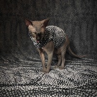 Pussy Willow - Thumbnail 1