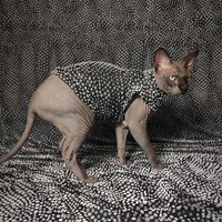 Pussy Willow - Thumbnail 2