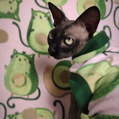 Avocato