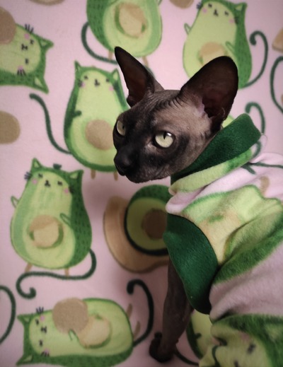 Avocato