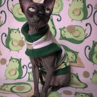 Avocato - Thumbnail 2