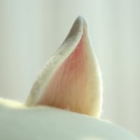 Cute Wool Fox Ears Beret Hat - Thumbnail 9