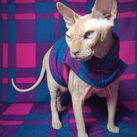 The Mods - Thumbnail 3