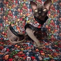 Sweet Dreams - Thumbnail 1