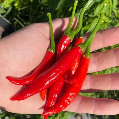 Calabrian ristra pepper italian piccante calabrese spicy pepper of calabria premium seed packet