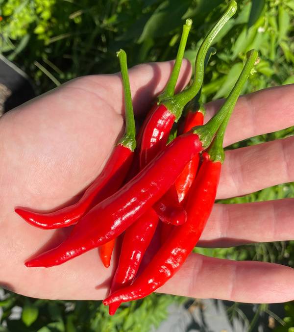 Calabrian Ristra Pepper Italian Piccante Calabrese Spicy Pepper of Calabria Premium Seed Packet