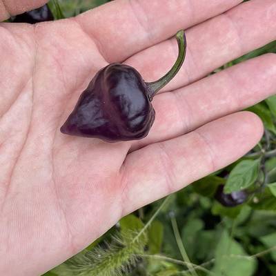 Purple ufo pepper premium seed packet