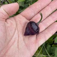 Purple UFO Pepper Premium Seed Packet - Thumbnail 1