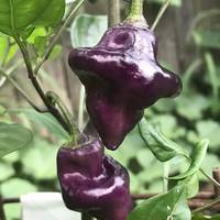 Purple UFO Pepper Premium Seed Packet - Thumbnail 2
