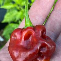 Caramel Cappuccino Scotch Bonnet Jerk Seasoning Heirloom Pepper Premium Seed Packet - Thumbnail 1