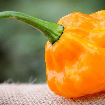 Moa yellow scotch bonnet hot pepper premium seed packet + more