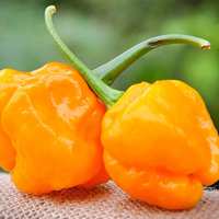 MOA Yellow Scotch Bonnet Hot Pepper Premium Seed Packet + More - Thumbnail 1
