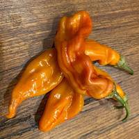 Striped Sugar Rush Bacon Malawi Piquante Heirloom Pepper Premium Seed Packet + More - Thumbnail 2