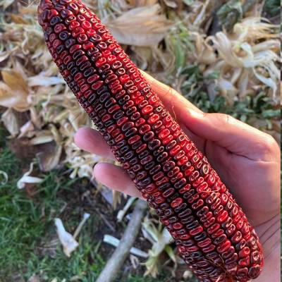 Jimmy red corn famous bootlegger moonshine grits hominy masa corn heirloom seed packet