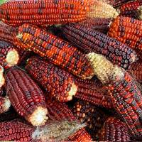 Jimmy Red Corn Famous Bootlegger Moonshine Grits Hominy Masa Corn Heirloom Seed Packet - Thumbnail 1