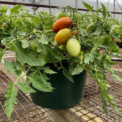 Tumbling tiger micro dwarf hanging basket bonsai tomato premium seed packet