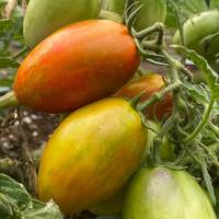 Tumbling Tiger Micro Dwarf Hanging Basket Bonsai Tomato Premium Seed Packet - Thumbnail 1