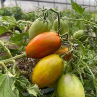 Tumbling Tiger Micro Dwarf Hanging Basket Bonsai Tomato Premium Seed Packet - Thumbnail 2