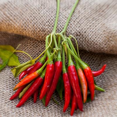 Thai dragon heirloom chili pepper premium seed packet