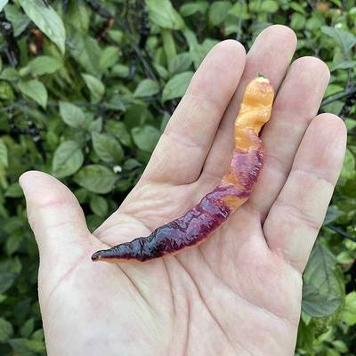 Purple peach pepper premium seed packet