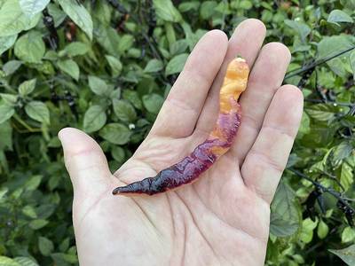 Purple Peach Pepper Premium Seed Packet