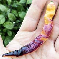 Purple Peach Pepper Premium Seed Packet - Thumbnail 1