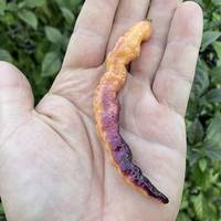 Purple Peach Pepper Premium Seed Packet - Thumbnail 2