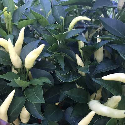 White thai heirloom chili pepper premium seed packet