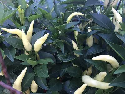 White Thai Heirloom Chili Pepper Premium Seed Packet