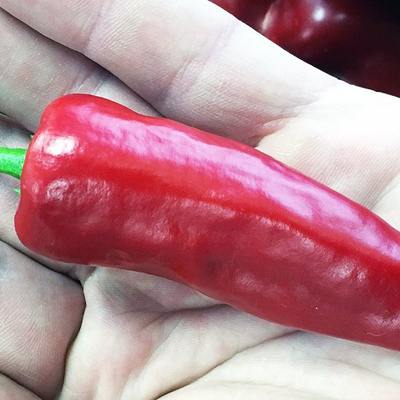 Maras biber heirloom pepper premium seed packet + more